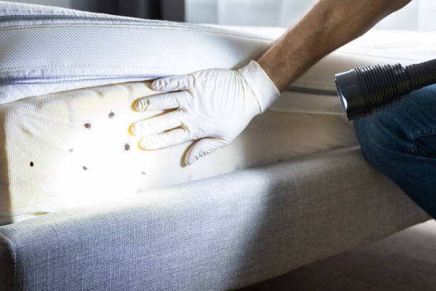 Best Residential Pest Control  in Everman, TX