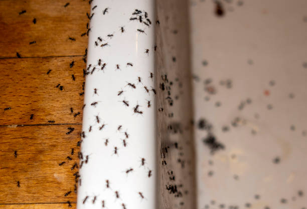 Best Ant Control Services  in Everman, TX