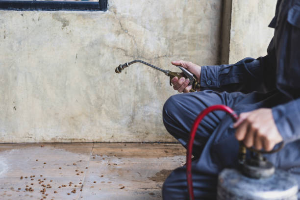 Best Wasp Removal Services  in Everman, TX